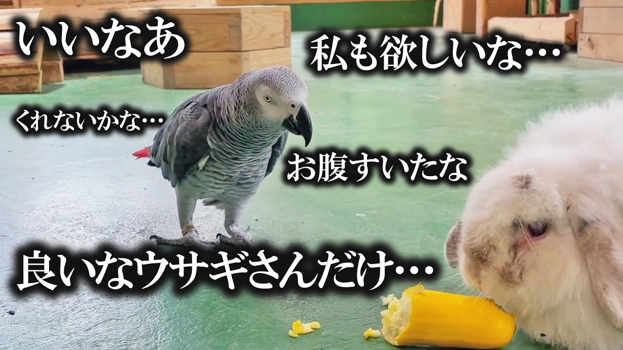ウサギに餌を取られたインコの反撃がミステリアスすぎたw Parrot wanna eat zucchini