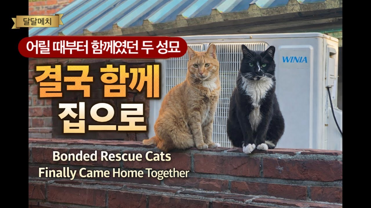 [달달메치] 급했지만 함께여야 했던 이유 | 성묘 두 마리 구조_ I Couldn’t Separate Them | 8 & 9 Year Old Rescue Cats