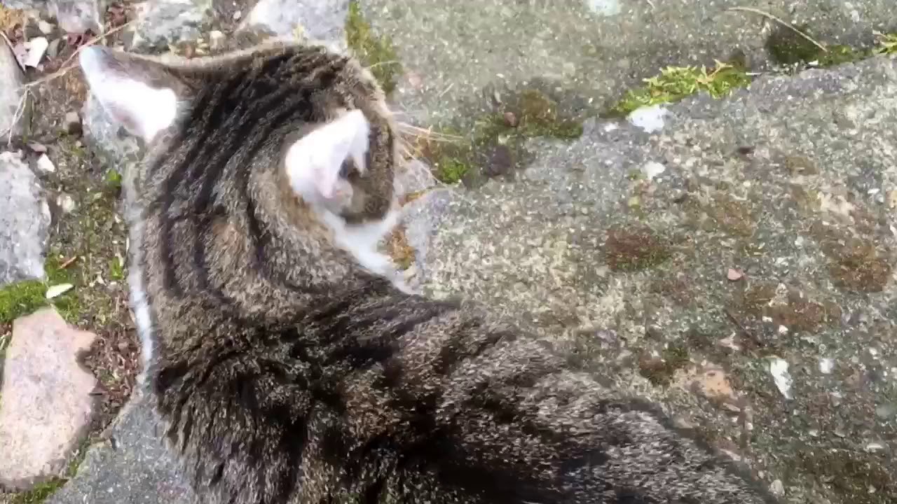 Ich glaube, mein Kater ist rollig 🤪 Kater bettelt um Futter!