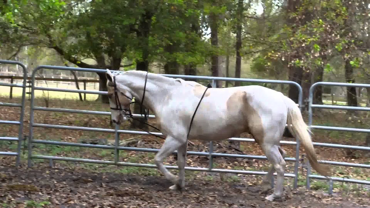 Lunging Hinto on rope draw reins.