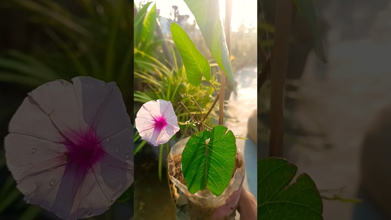 I propagate a road side Purple flower vine in my garden #shorts #garden 💜