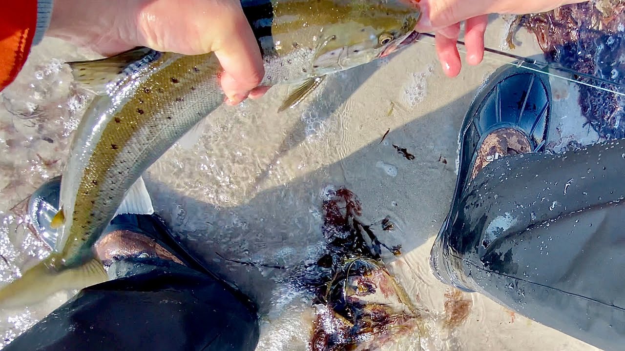 Caught my first SEA TROUT - from the beach!
