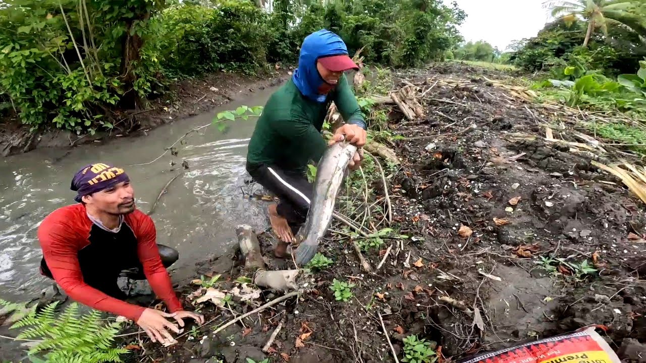 Hindi namin inaasahang mahuli namin ang malaking Dalag na Wala sa butas😲 grabi napaka lakas pa naman