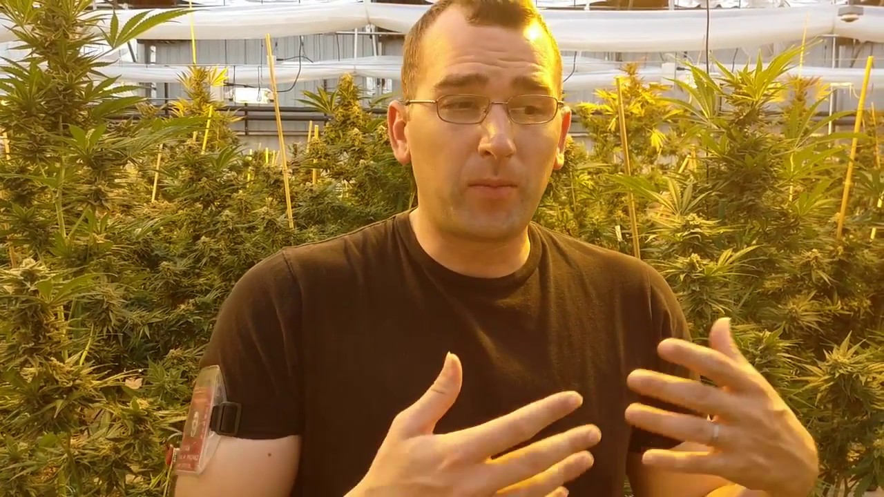 Ryan Shaw: How to run a 100% legal marijuana farm in Colorado