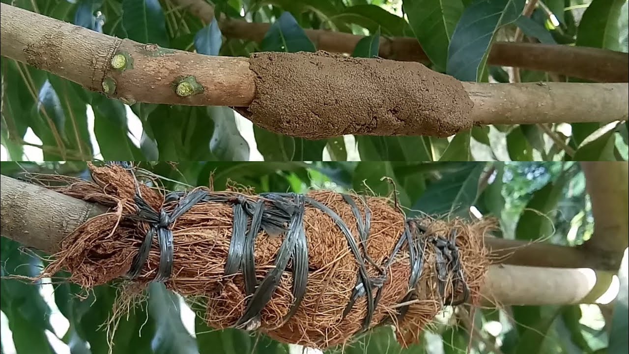 Cara Mencangkok Pohon Mangga Dengan Melampirkan Banyak Akar /Manggo Graft