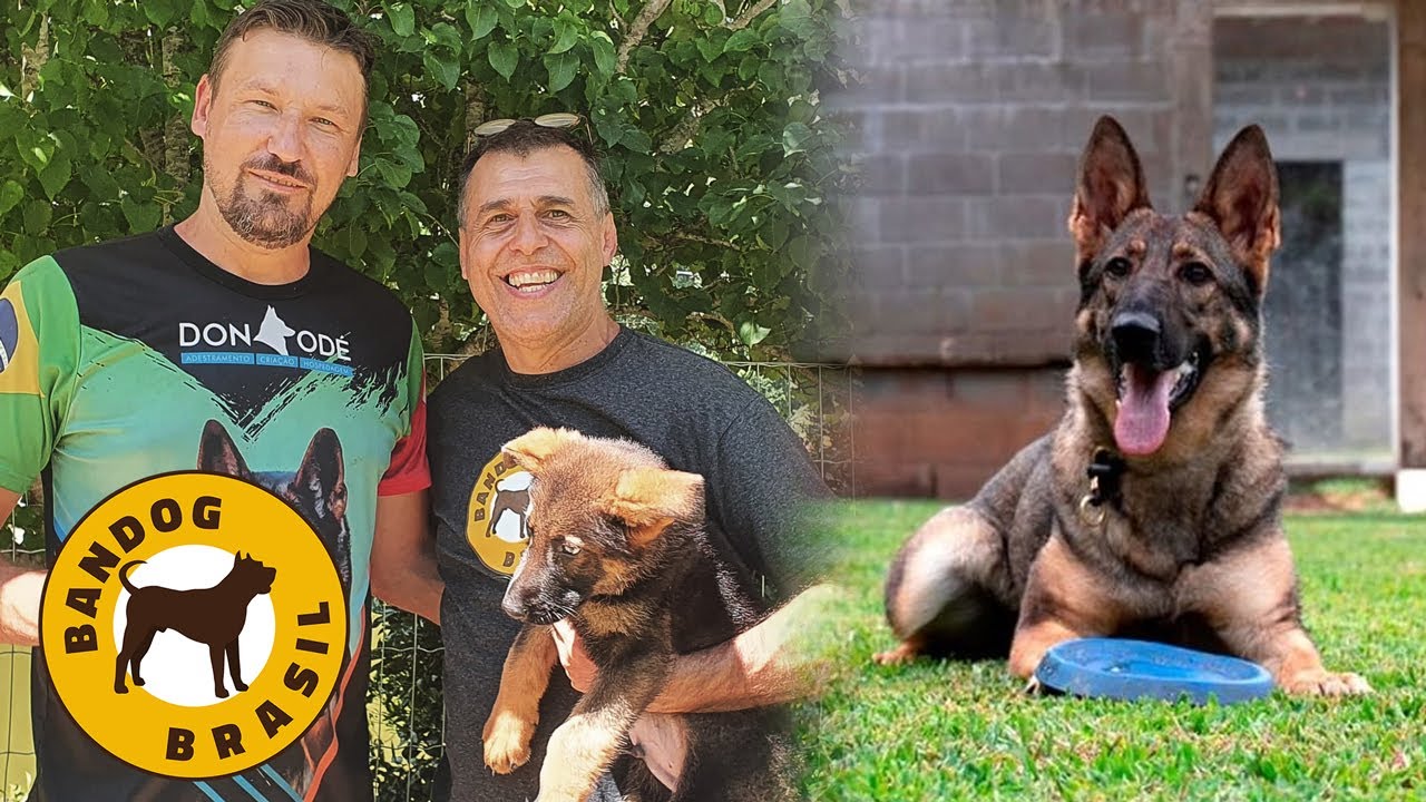 Pastor Alemão de trabalho - Visita ao Canil Don Odé