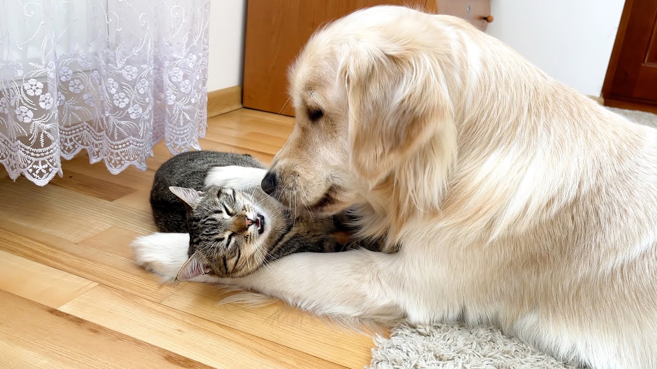 What does a Golden Retriever do when a Cat Ignores Him