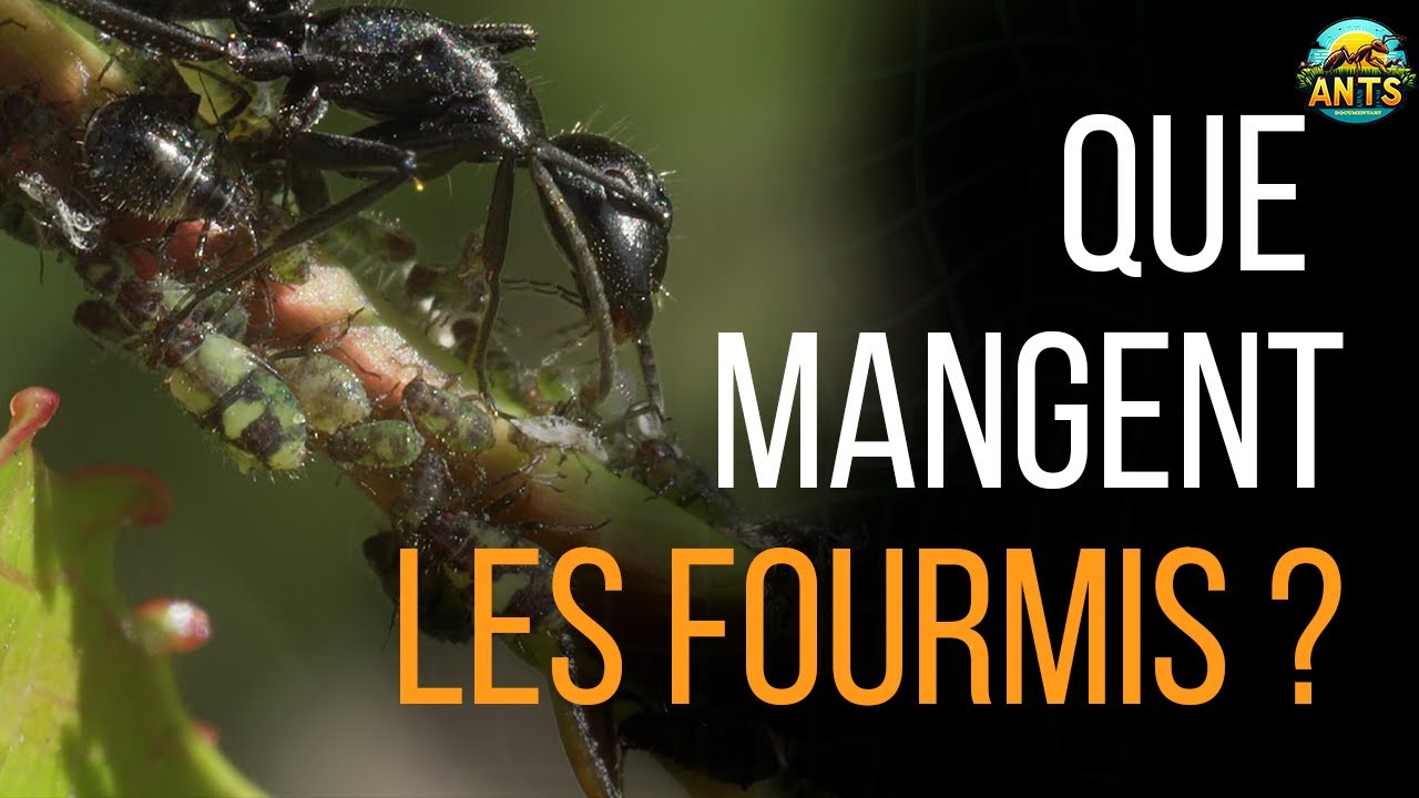 Un banquet pour les fourmis - documentaire