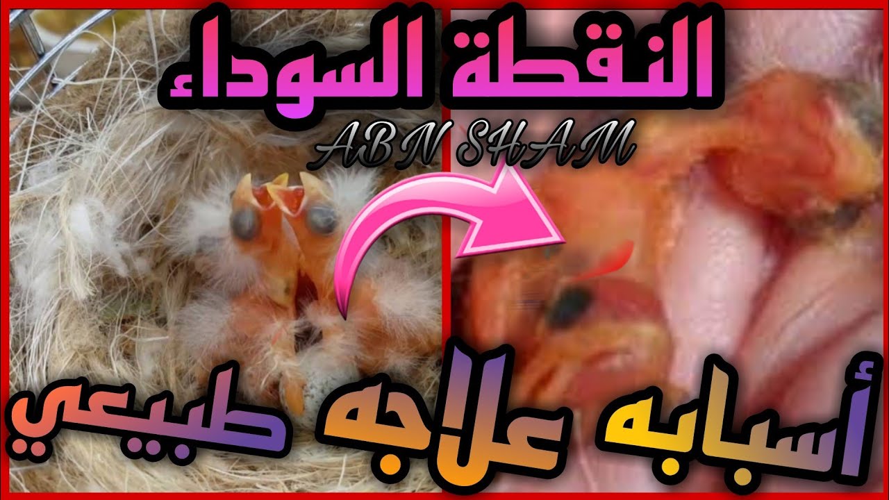 علاج النقطة السوداء (طبيعي) مع تطهير الأزواج لتفادي ظهورها عند الفراخ معلومات مهمة عن النقطة السوداء