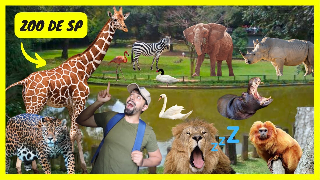Zool&oacute;gico De S&atilde;o Paulo - Girafas - Elefante - On&ccedil;a - Le&otilde;es - Cisne - Zebra - Rinoceronte | Gutejando
