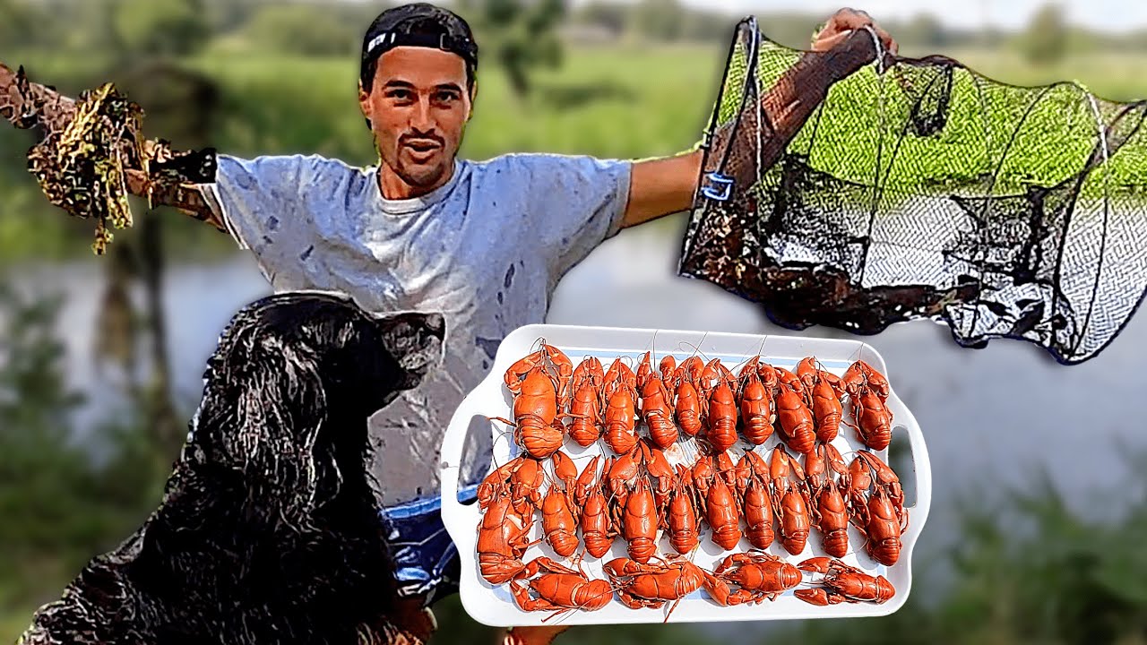 Catching CRAYFISH with HOME-MADE CAGE / TRAP - Catch & Cook