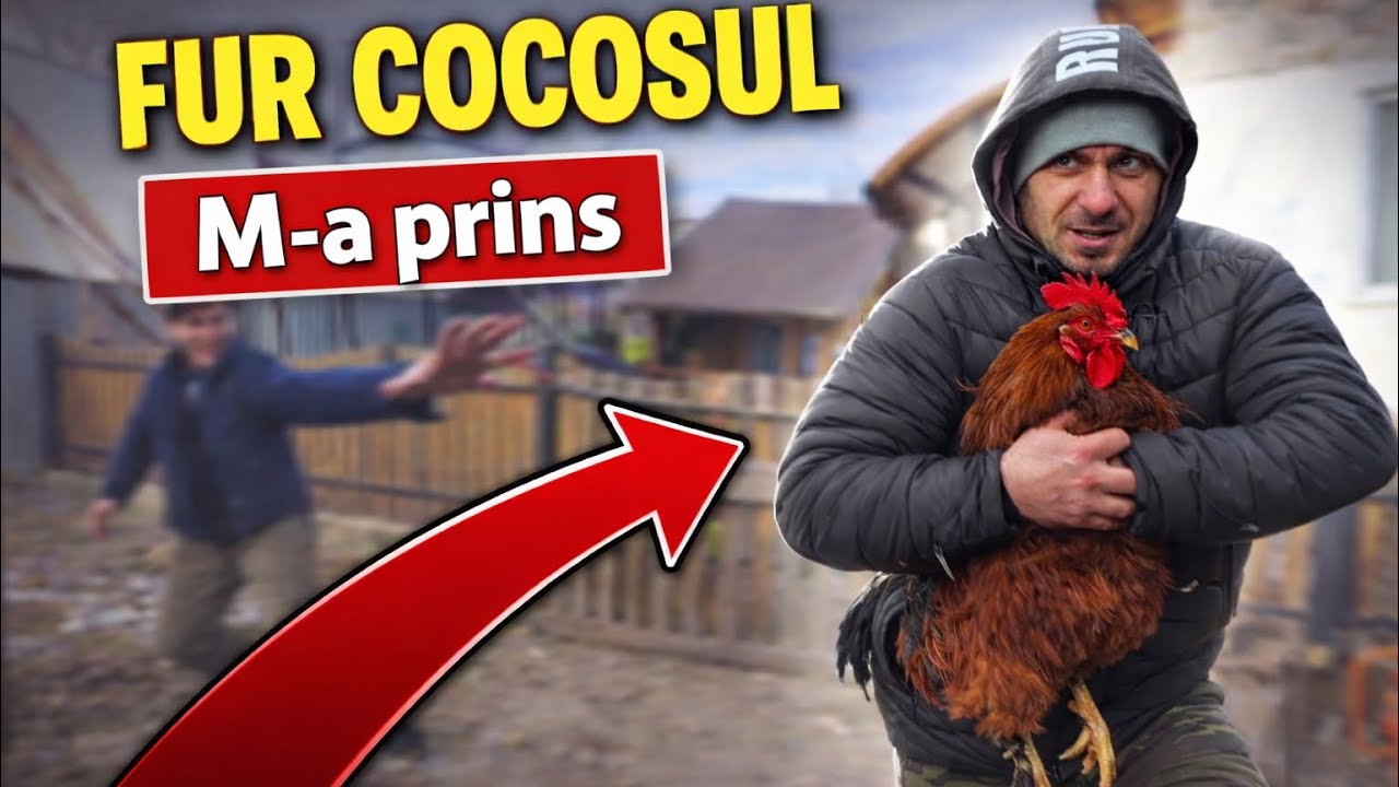 Costica a furat cocoșul lui Cornel și Tiberiu… NU ne-am așteptat la asta! 🐓🔥