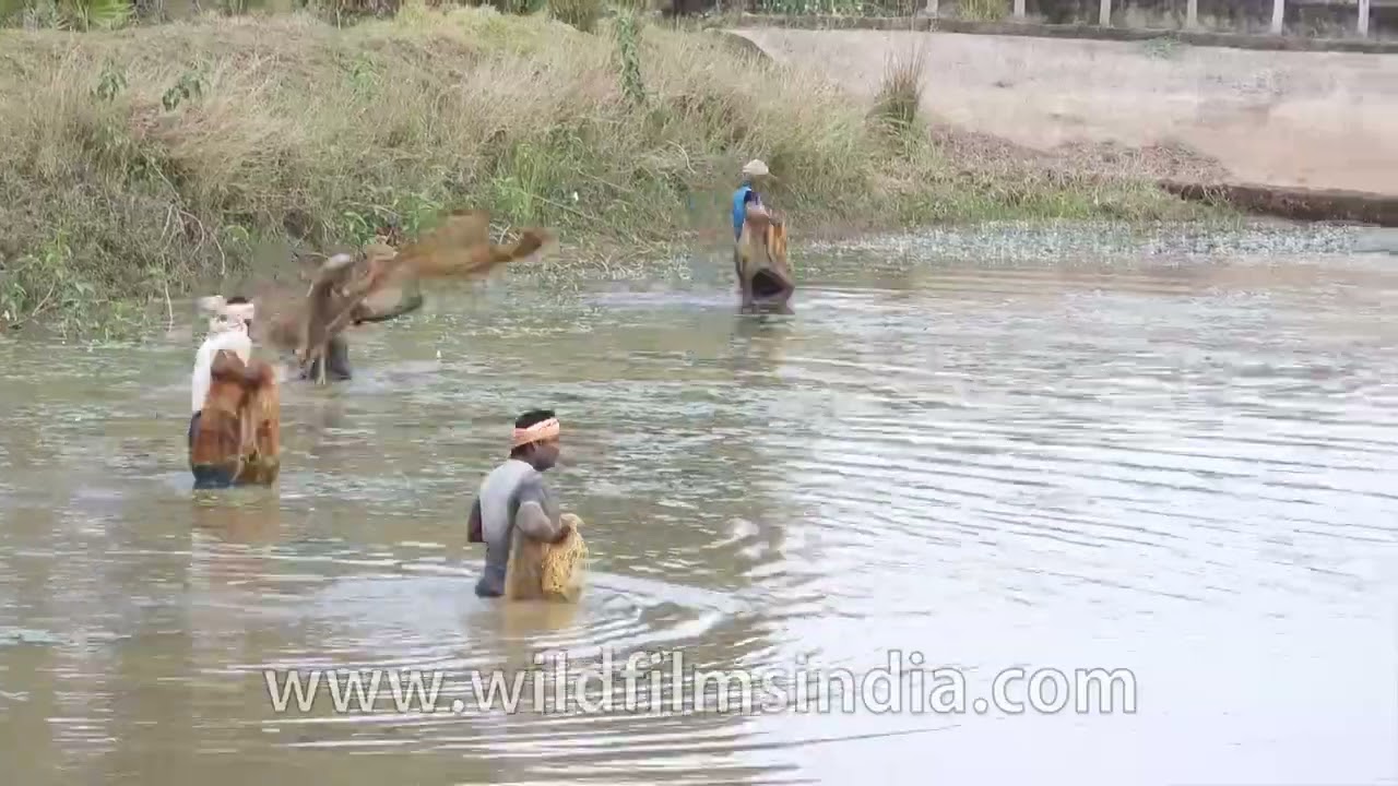 Fisherman methodically work a village pond with nylon nets, harvesting fish in rural Odisha