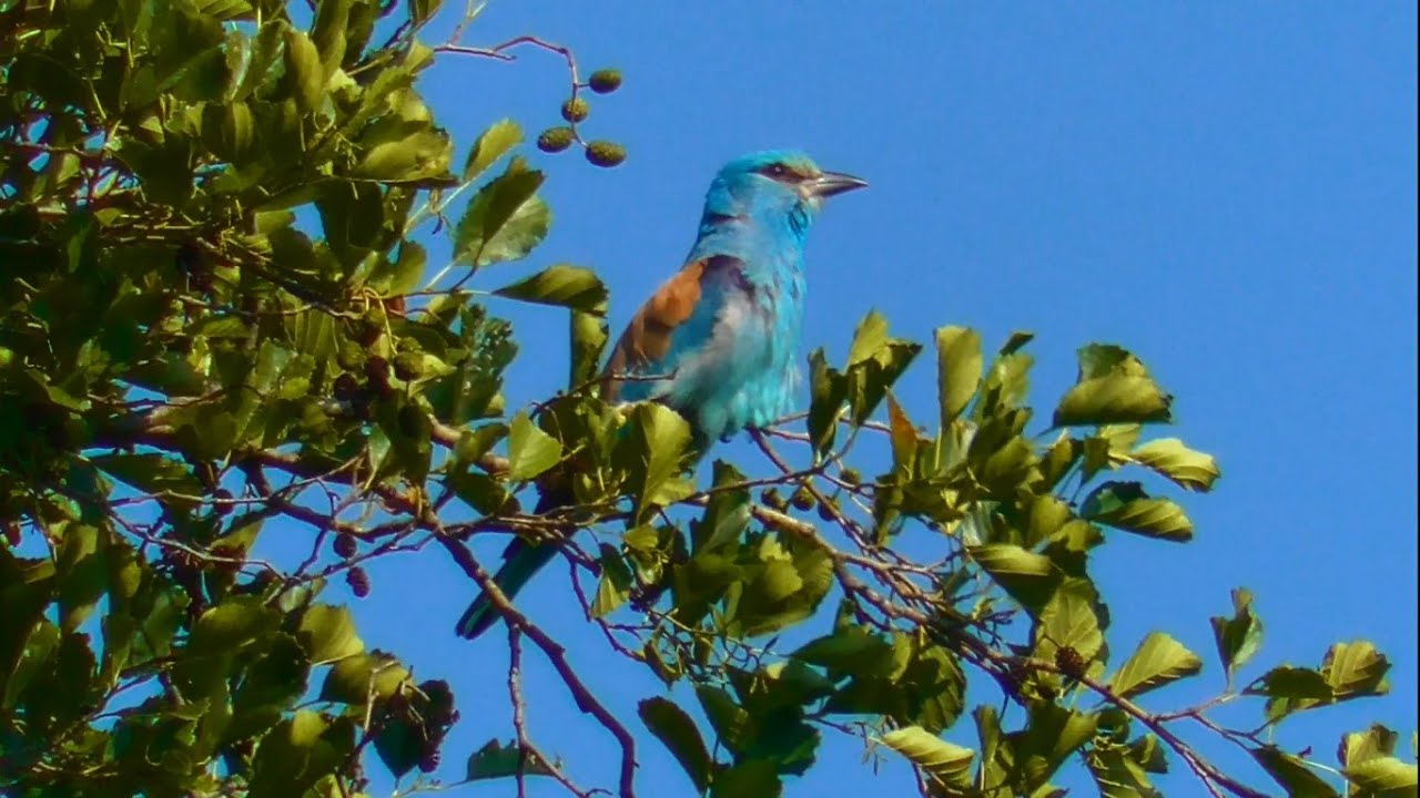 KRASKA-OSTATNI MOHIKANIN POLSKIEJ AWIFAUNY / EUROPEAN ROLLER-THE LAST MOHICAN OF THE POLISH AVIFAUNA