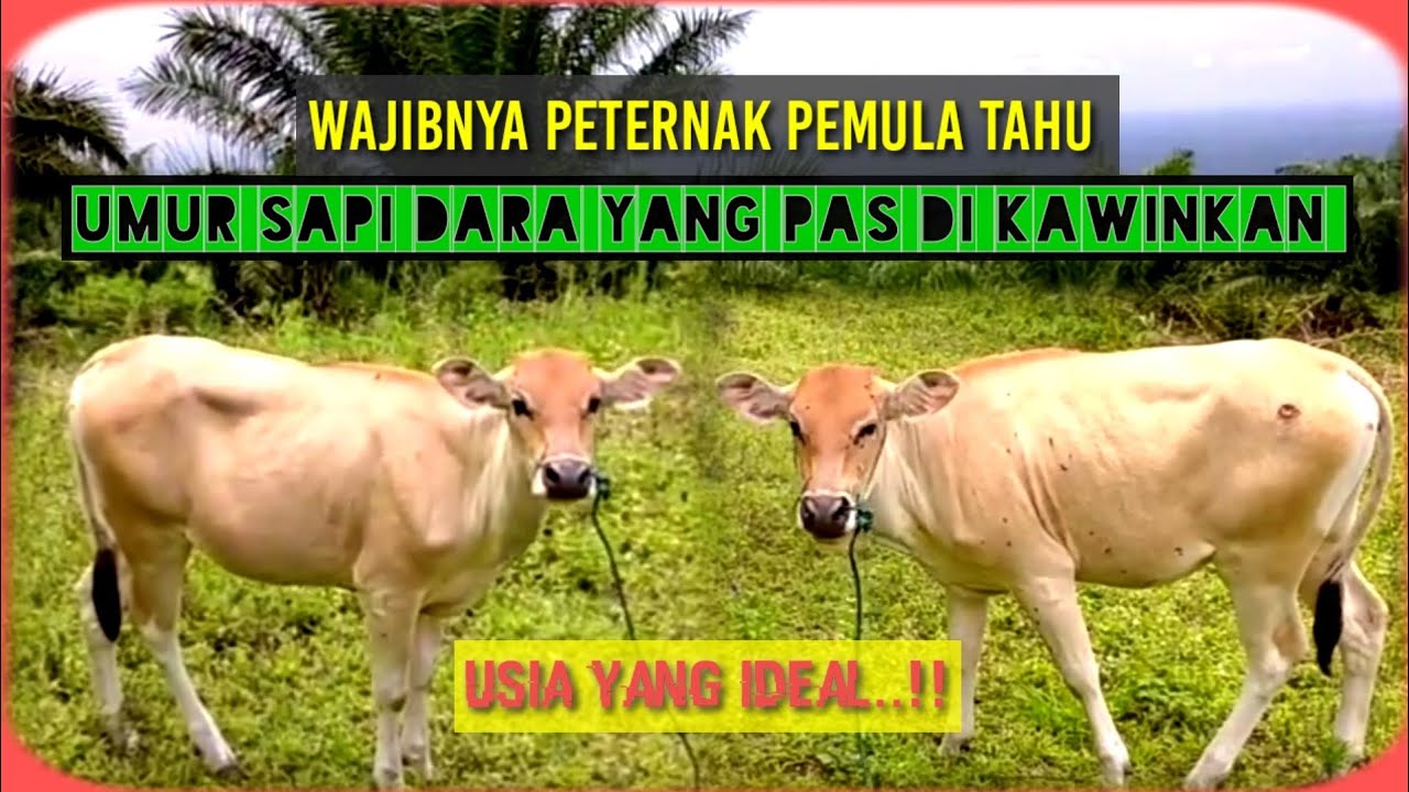 umur atau waktu sapi dara siap kawin.!!