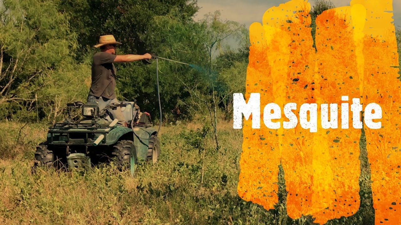 Мескит — злое дерево