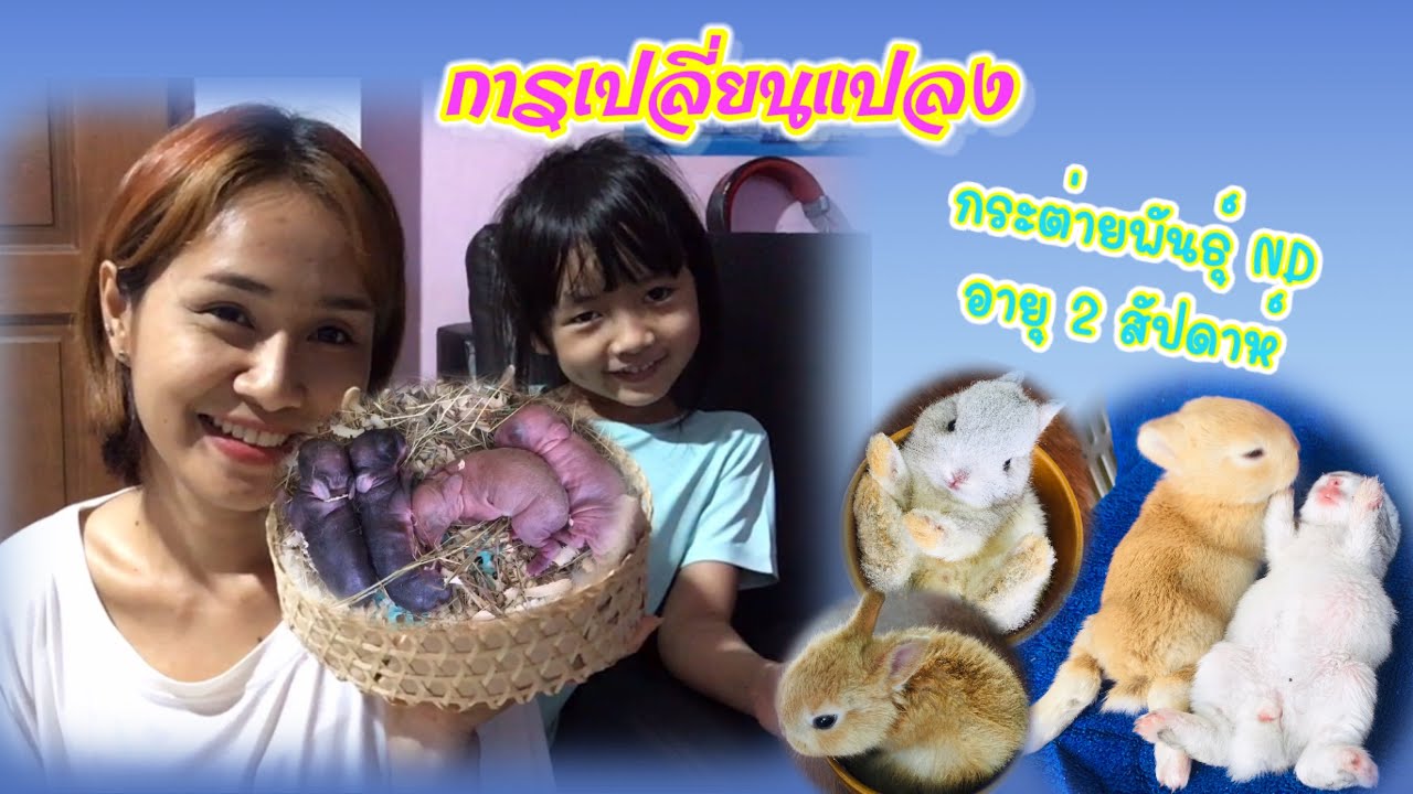 9. การเปลี่ยนแปลงของ กระต่าย ND อายุ 2 สัปดาห์ ลืมตาได้แล้ว😆 @ccexotichouse