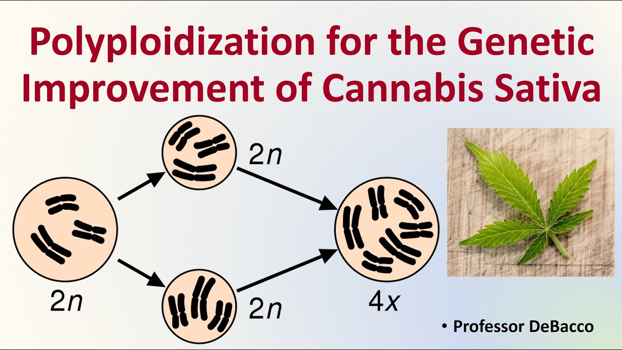 Polyploidization for the Genetic Improvment of Cannabis Sativa