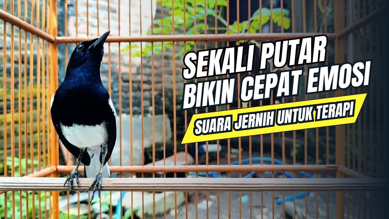 suara BURUNG kacer GACOR ngeplong KONSLET Tarung ini Paling Ampuh buat PANCINGAN KACER agar EMOSI
