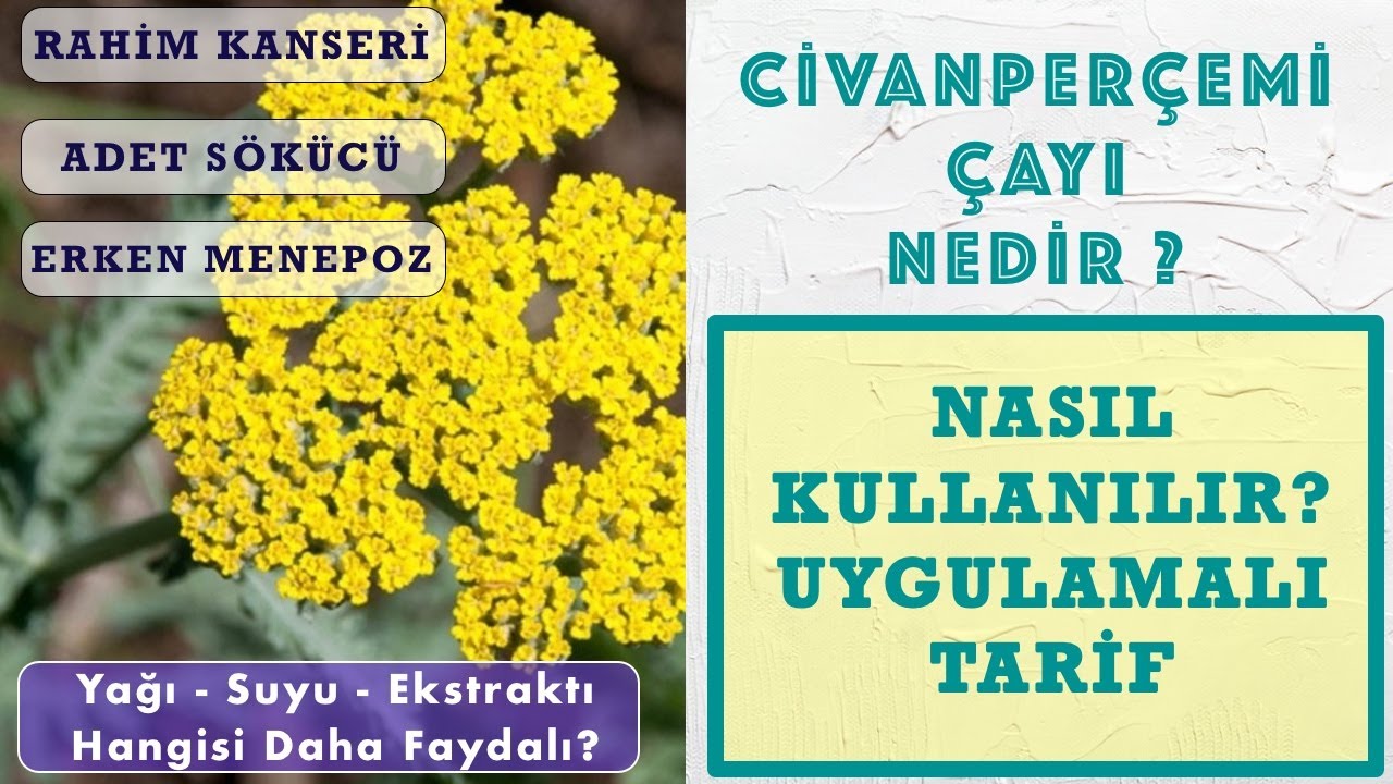 Что такое тысячелистник? Menstrual Remover Рецепты лечения рака матки при ранней менопаузе Что такое