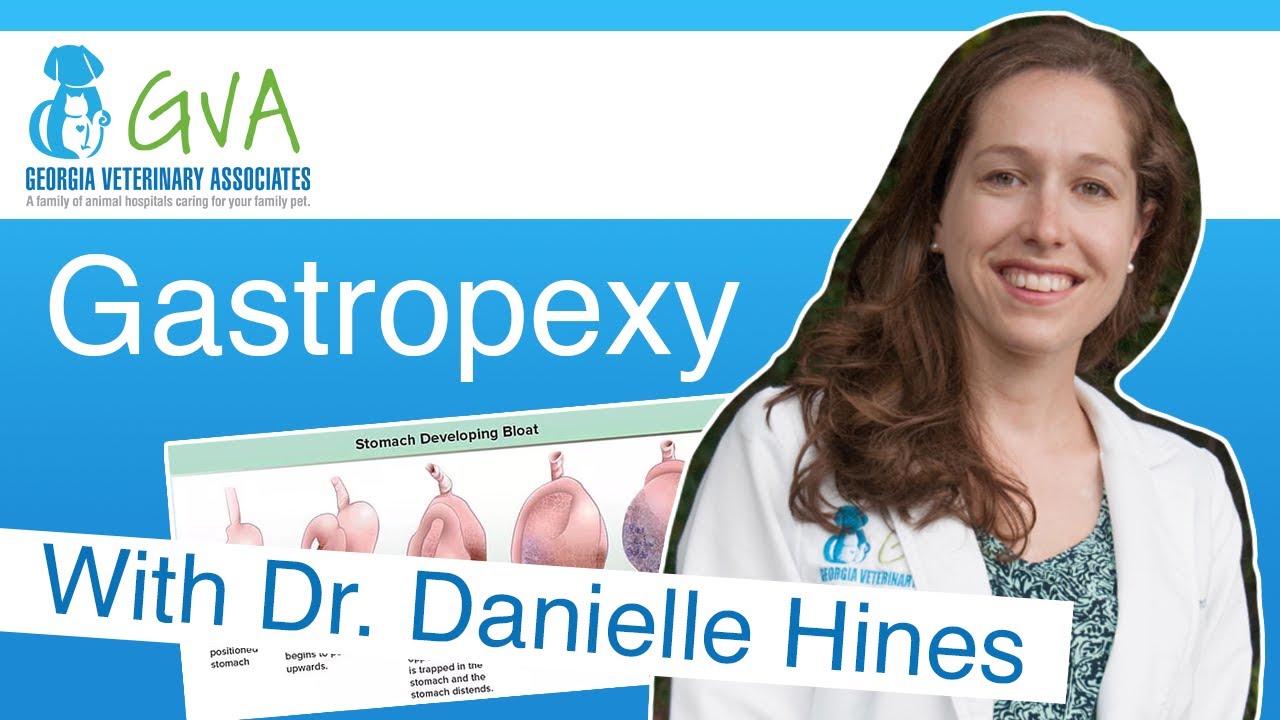Gastropexy by Georgia Veterinary Associates with Dr. Hines