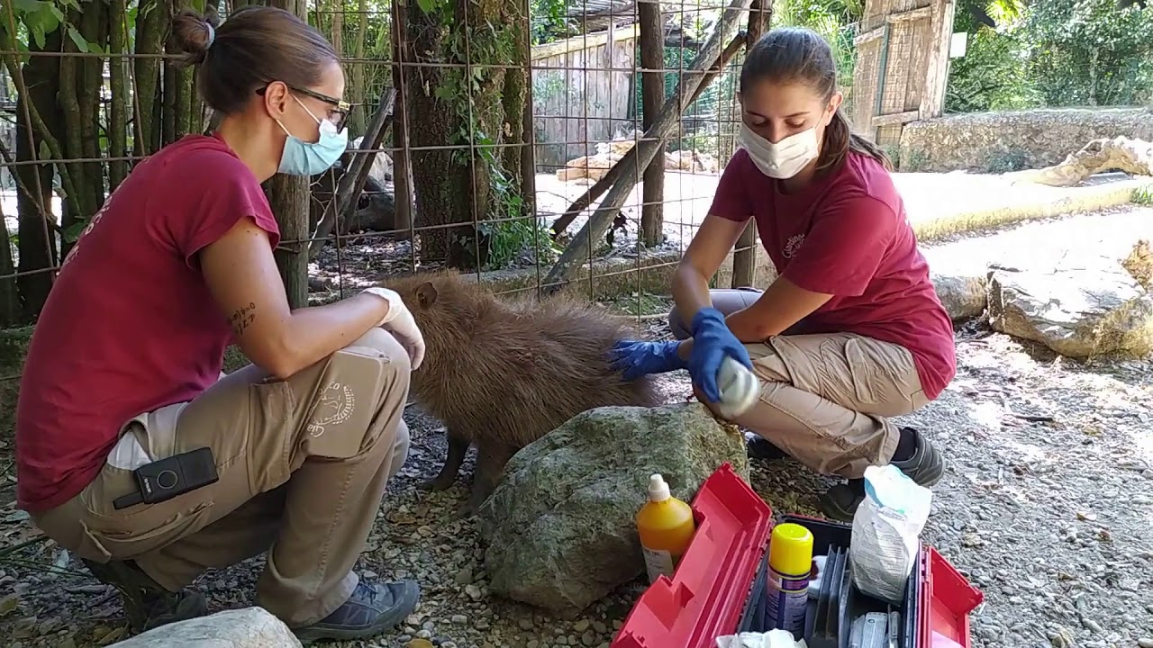 Il Guardiano di zoo a 360°