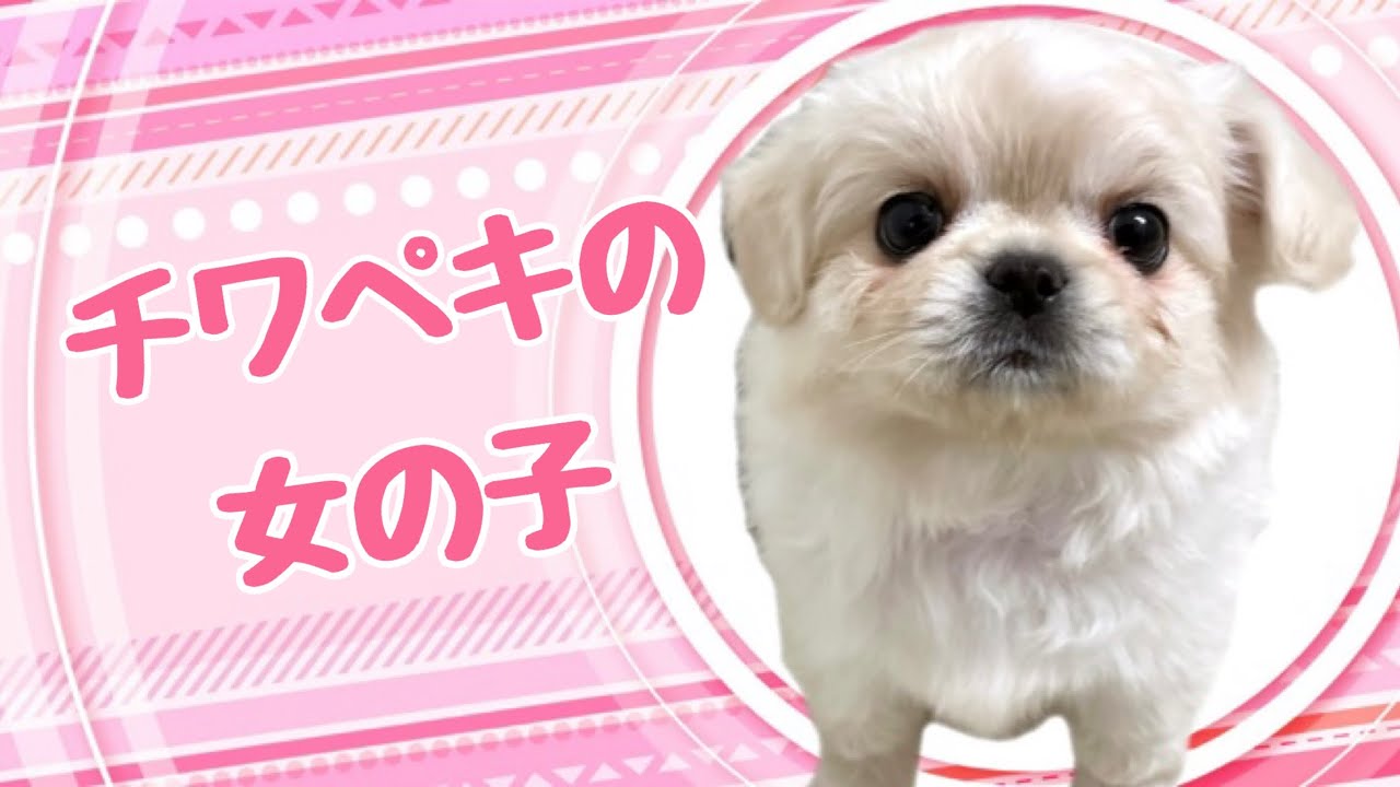 ハーフ犬・チワペキの子犬　（和歌山）