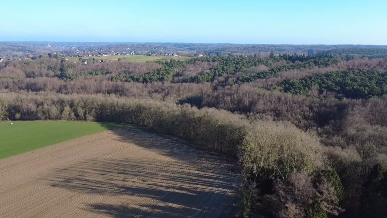 Hallerbos.