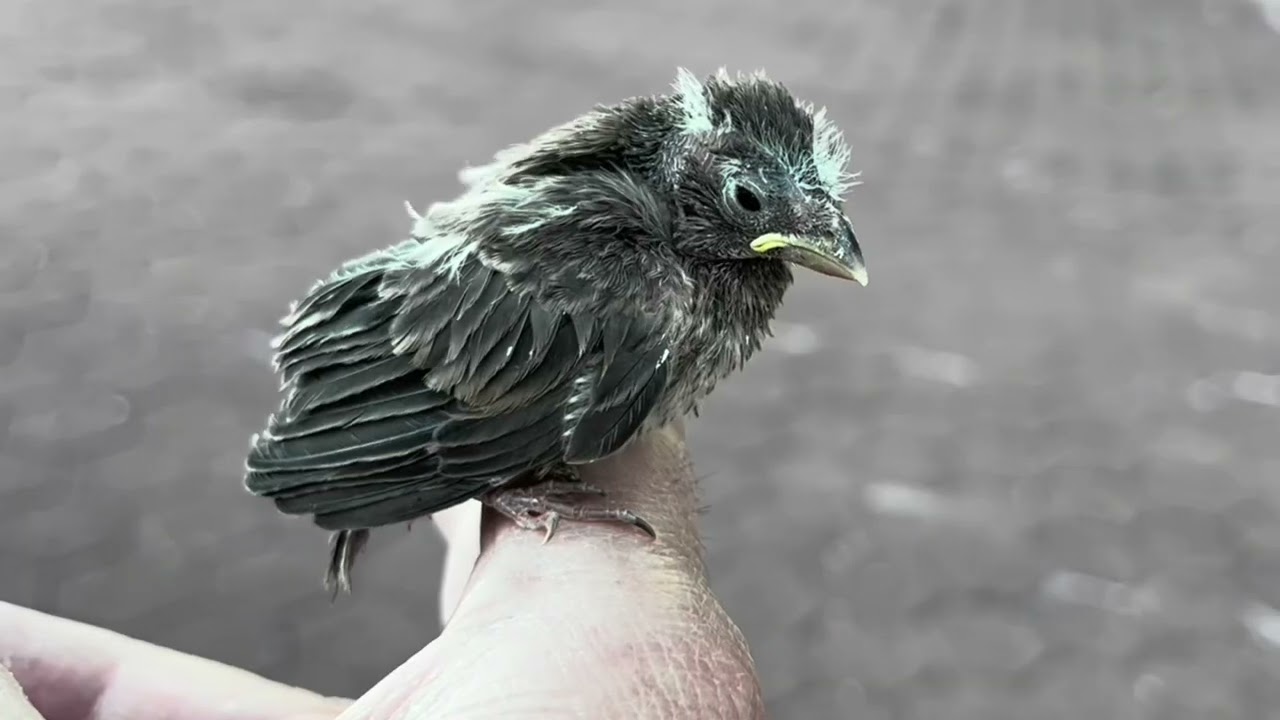 Did Your Baby Bird Not Make It?