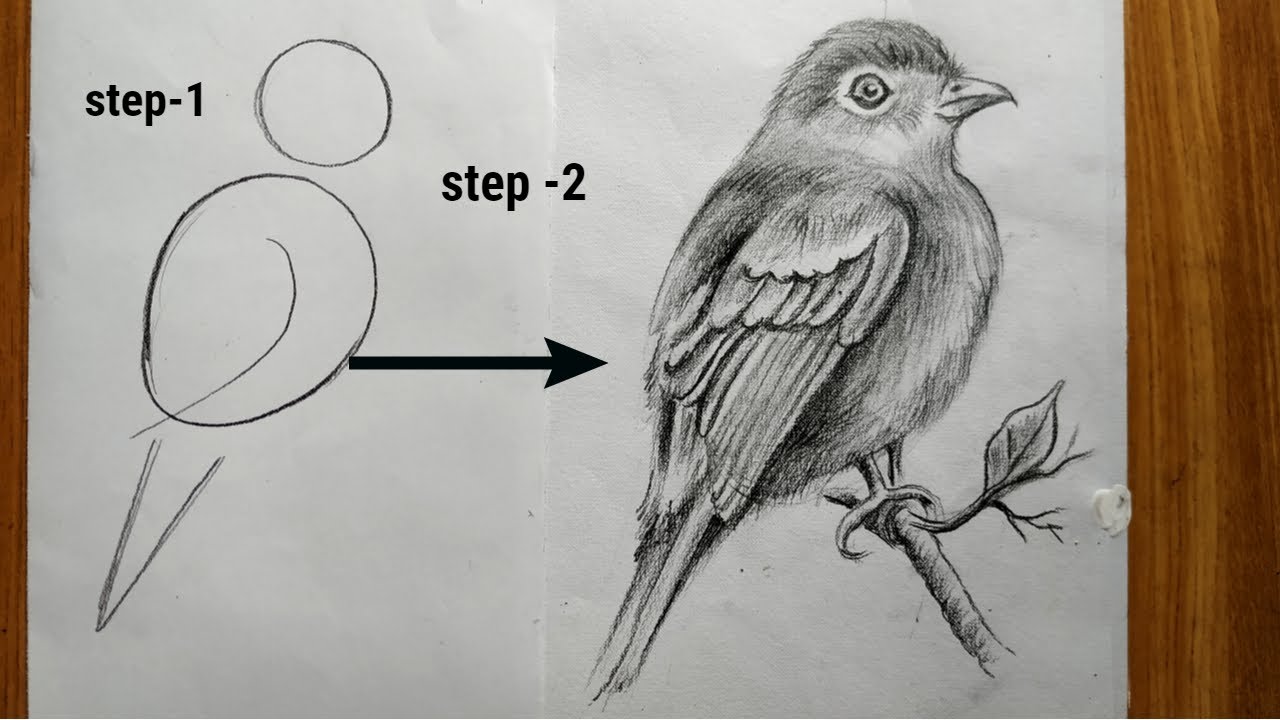 how to draw a easy bird step by step with pencil sketch,bird drawing tutorial veri easy step,