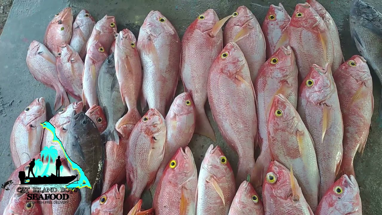 Yellow Eye King II
