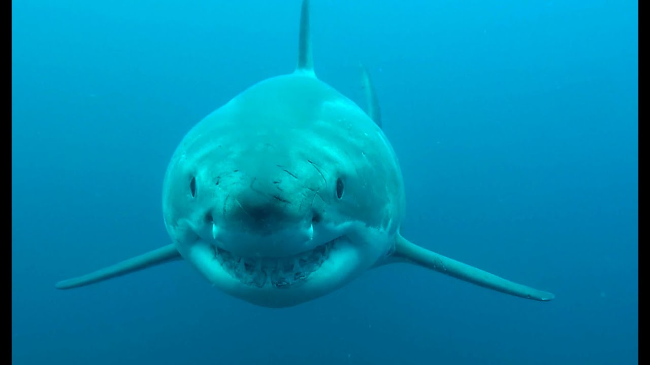 Great White Shark Hunts Our Camera.