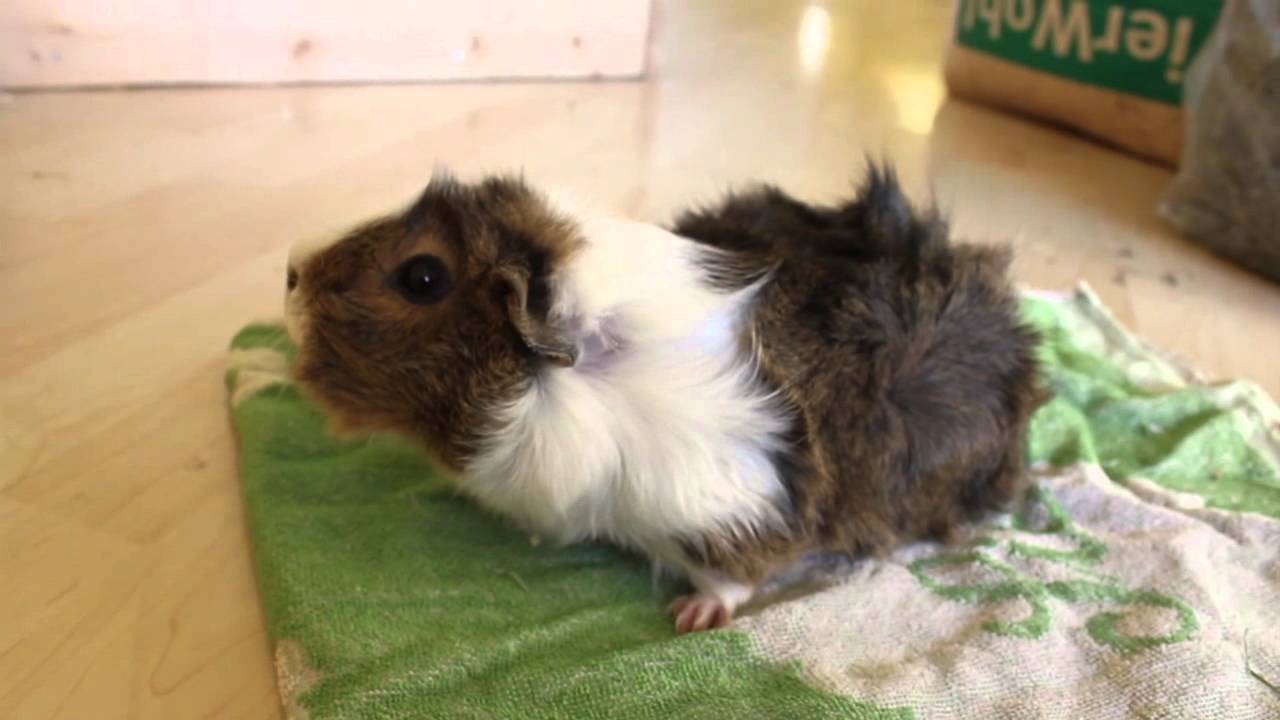 ALLE meine MEERSCHWEINCHEN Update 03 | Die Meeries
