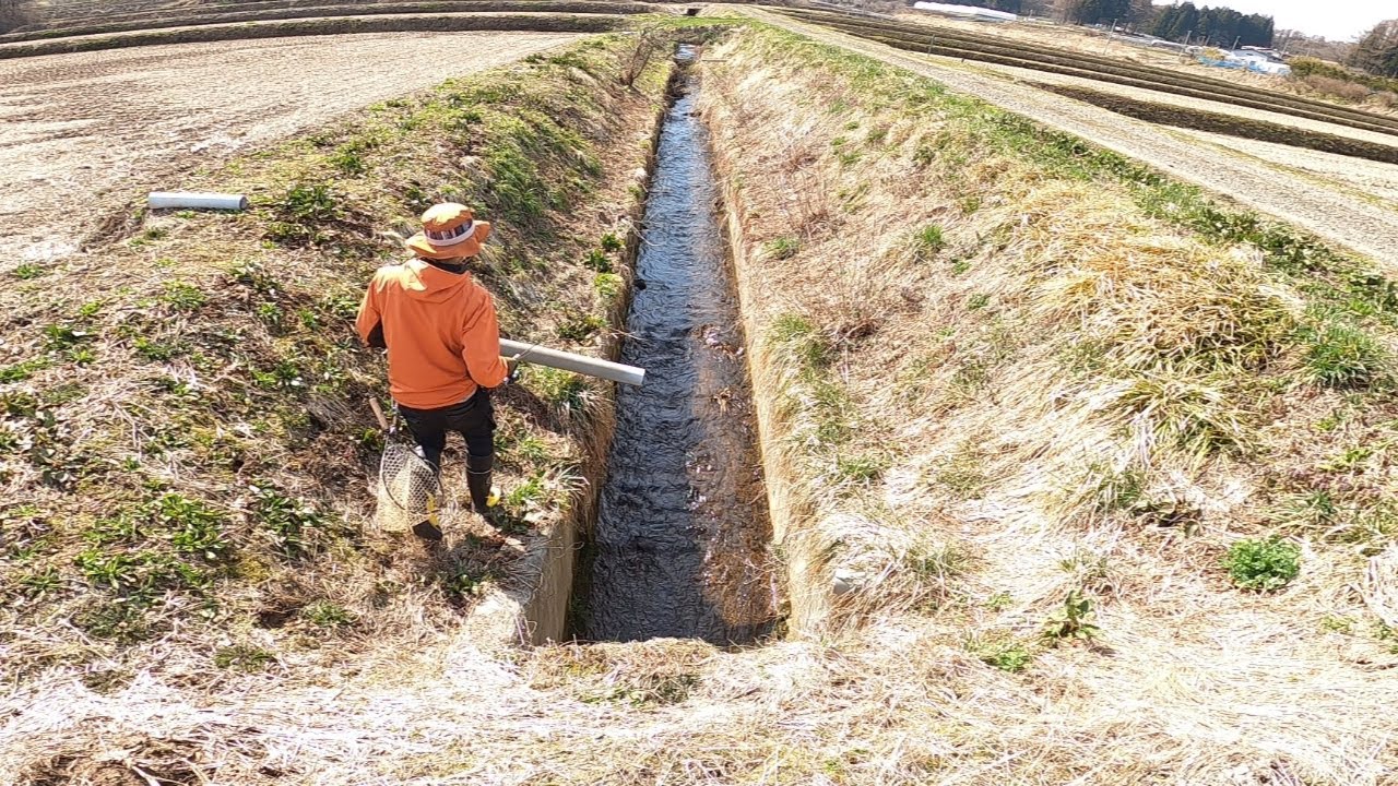 【渓流釣り】その辺の水路で釣ろうよ