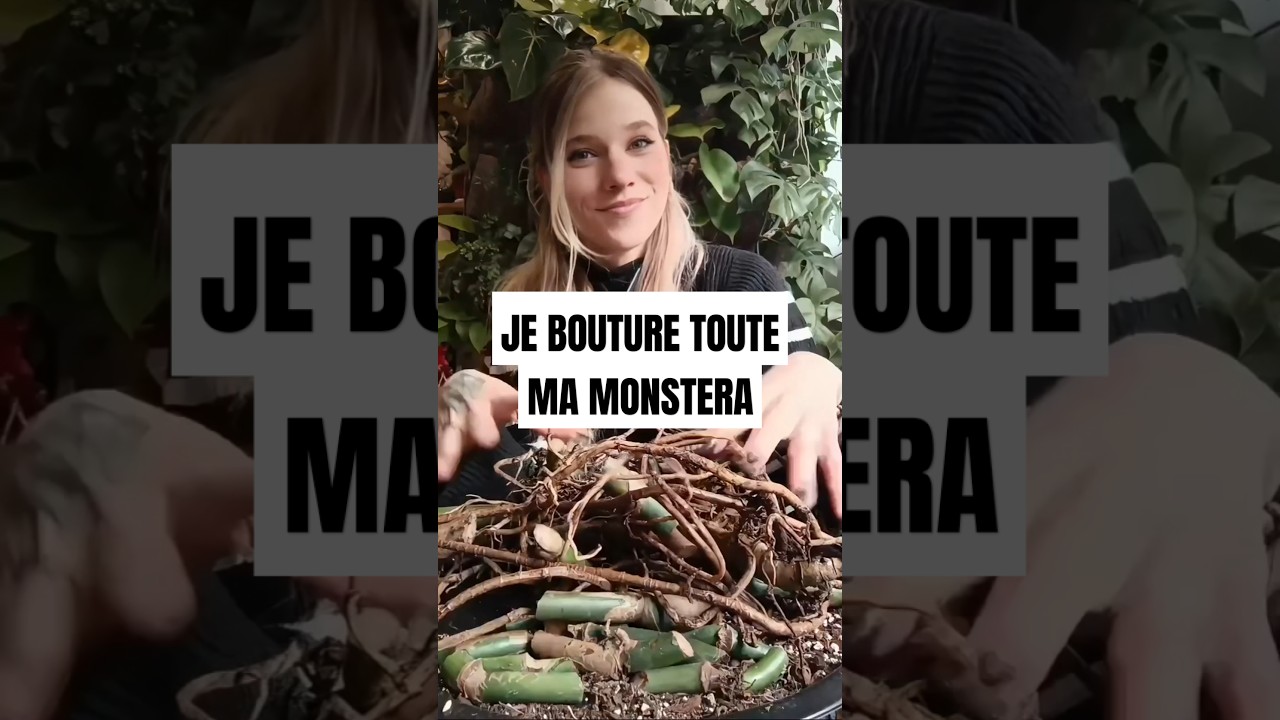 MONSTERA : Je coupe tout / je bouture tout #plants #tutorial #monstera #diy #jardin #terrarium