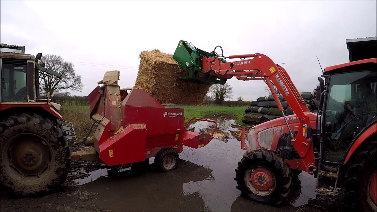 Livestock farm winter jobs. Part 4. Bedding cattle in straw yards.