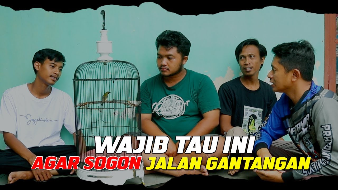 PEMULA WAJIB TAU HAL INI AGAR SOGON MAKSIMAL DI GANTANGAN
