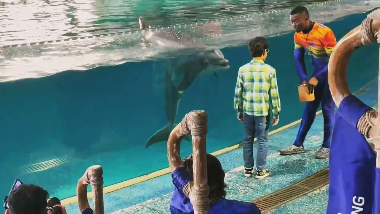 Dubai Sea World,dolphin show,Ferrari World,Dubai 