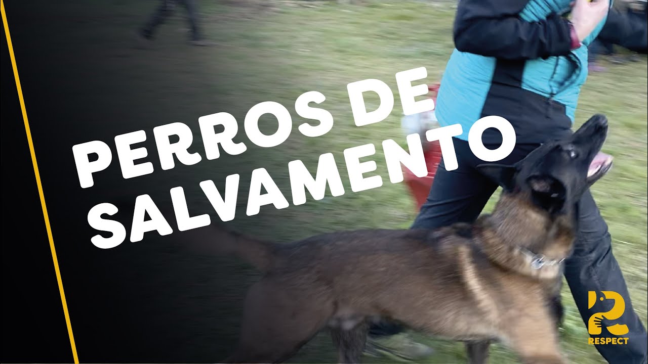 Perros de Rescate ENTRENANDO | El Grupo del Perro de Salvamento de Euskadi en Elorrio (Voluntarios)