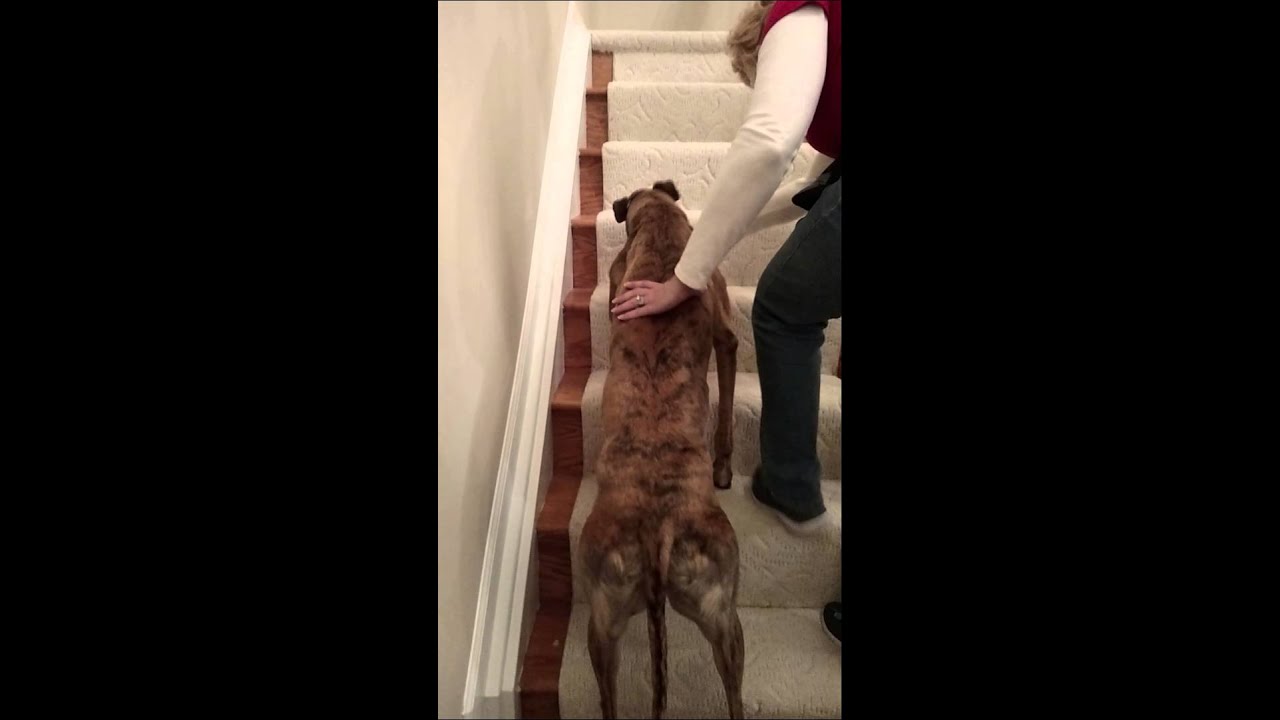 Teaching stairs to a greyhound!