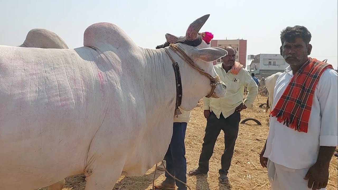 Heavy Strongest Bulls in Pebbair market | Big size Bulls Available in Pebbair market 