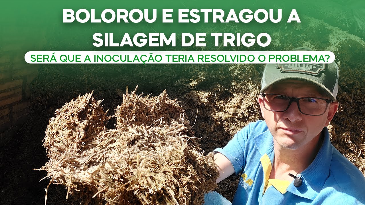 Bolorou e estragou a Silagem de Trigo Será que a inoculação teria resolvido o problema? (v.87)