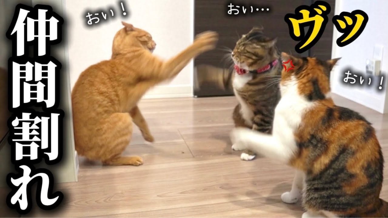 猫と勘違いして保護したアザラシの黒ずんだ乳首を久々に覗いてみたら絶景すぎて世界遺産登録したくなってきました