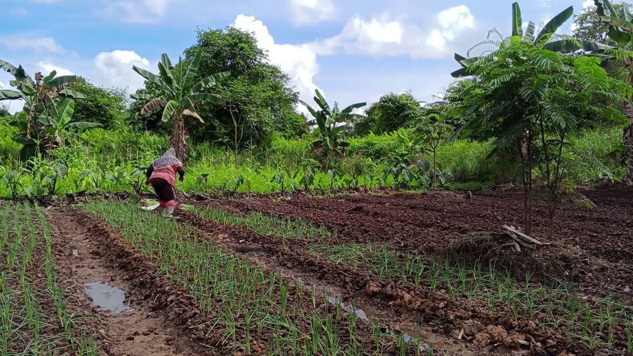 TANAM DAUN BAWANG SENDIRI SUAMI BIKIN KOLAM DI PAK MAKSUM