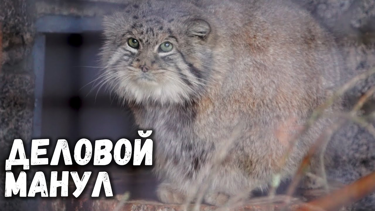Манул Свэн деловито обходит свои владения. Ленинградский зоопарк