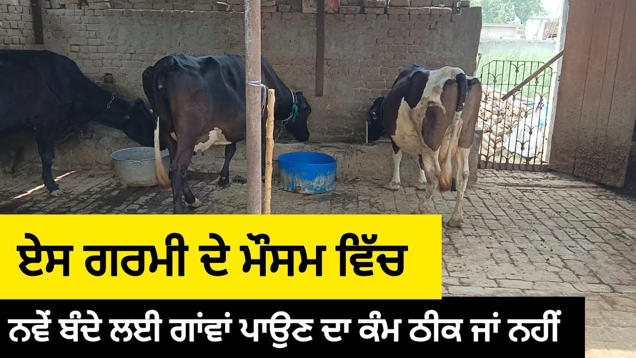 ਨਵੇਂ ਬੰਦੇ ਲਈ ਗਾਂਵਾਂ ਏਸ ਮੋਸਮ ਵਿੱਚ ਪਾਉਣੀਆਂ ਠੀਕ ਜਾਂ ਨਹੀਂ! @Khanguravlogsitaly