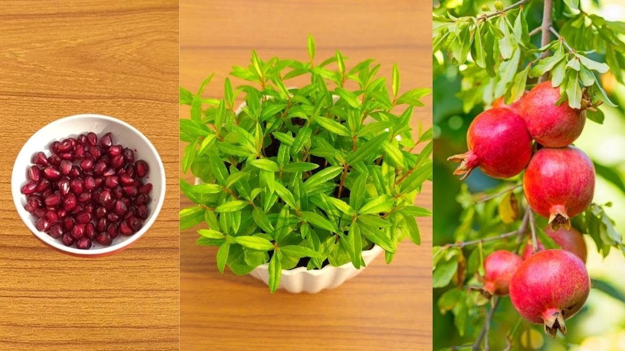 How to grow pomegranate tree from seeds at home || Grow pomegranate plant from seeds easy method