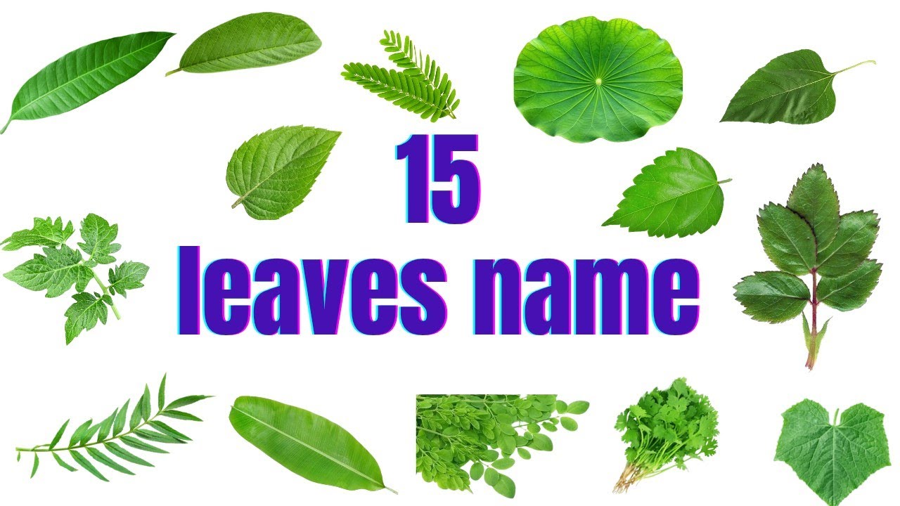 Leaves name !!  15 Leaves name in english !! Leaves vocabulary !! Eddubtion - The Learning School