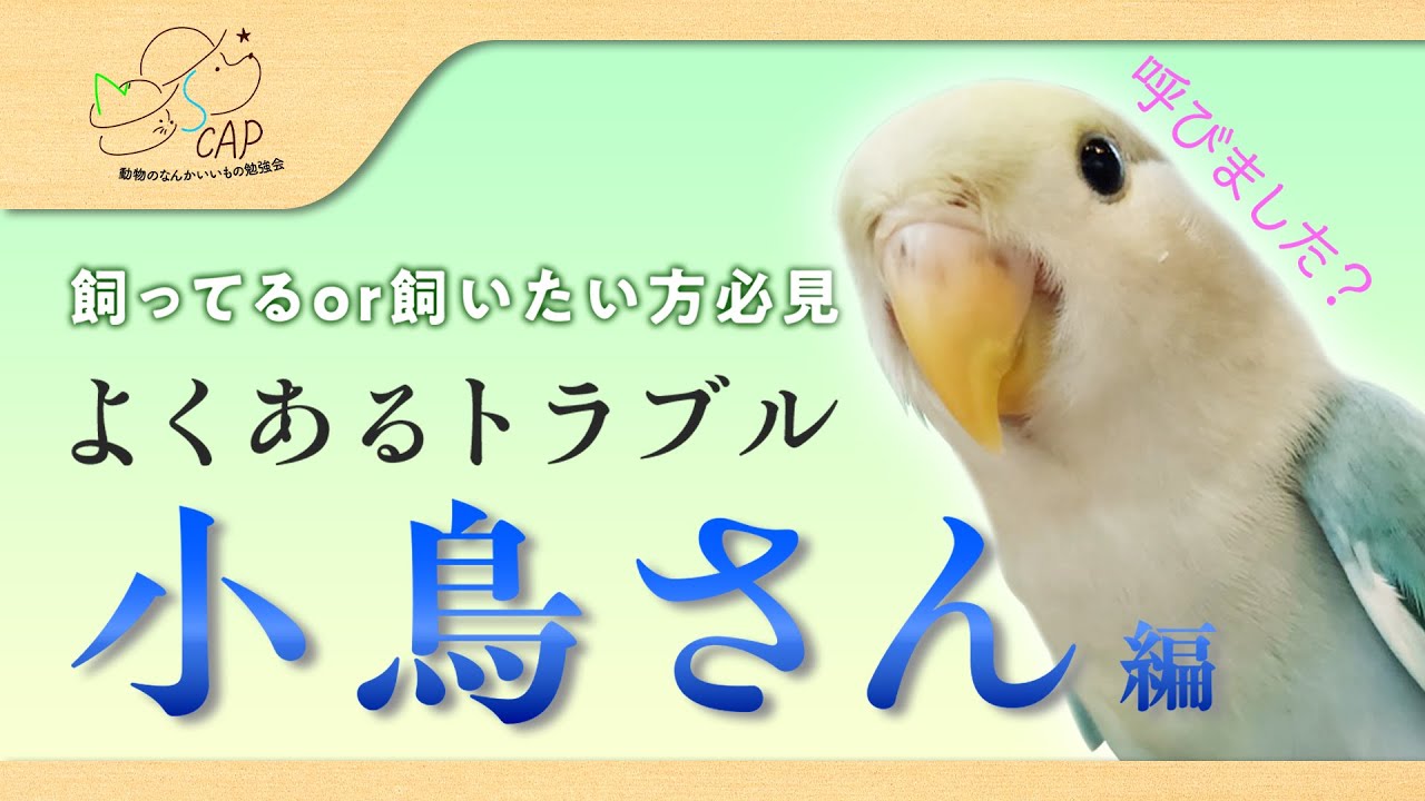 【小鳥さんあるある】動物病院で相談されることの多い病気【小島動物病院アニマルウェルネスセンター】
