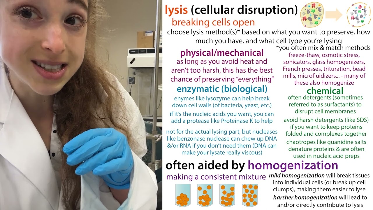 Look to your lysis pellet and supernatant to tell if your lysis strategy worked well!